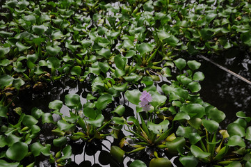Fototapeta premium flowers in the garden