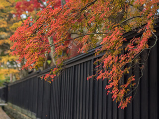 紅葉　角館武家屋敷