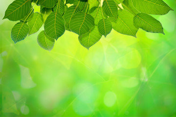Fototapeta na wymiar Closeup nature green for background/texture leaf blurred and greenery natural plants branch in garden at summer under sunlight concept design wallpaper view with copy space add text.