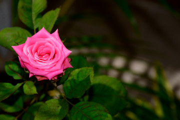 Rosa rosada de jardín florecida 