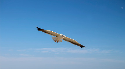 flying seagull