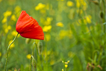 Fototapeta premium Klatschmohn (Papaver rhoeas)