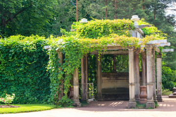 Old pergola-veranda 1865 in the Italian style twined with wild grapes at the Catherine Park in...