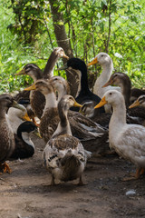 A flock of gray domestic ducks in a rural yard.