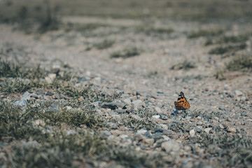 The butterfly perched on the rocky ground