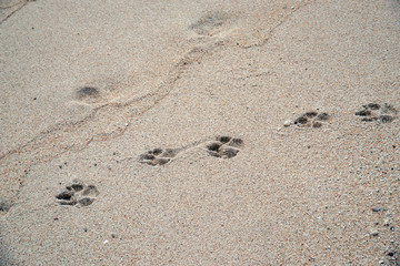 Fototapeta na wymiar ニューカレドニア ロイヤルティ諸島　マレ島　エニビーチの犬の足跡