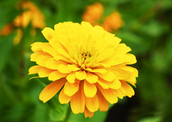 Yellow Showy Zinnia flower (Zinnia violacea) with green background.    