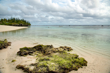 ニューカレドニア   ロイヤルティ諸島　マレ島　エニビーチの珊瑚
