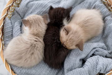 Fototapeta na wymiar three kittens sleeping in bed
