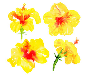 illuminating yellow hawaiian hibiscus isolated on a white background. set of sunny watercolor flowers.