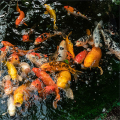 poissons dans une ferme à papillons sur l'île de Noirmoutiers en France