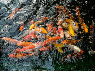 poissons dans une ferme à papillons sur l'île de Noirmoutiers en France