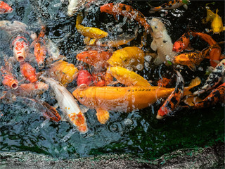 poissons dans une ferme à papillons sur l'île de Noirmoutiers en France