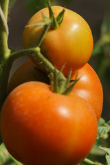 Photo with red and green tomatoes ripening in the greenhouse on the bushes.