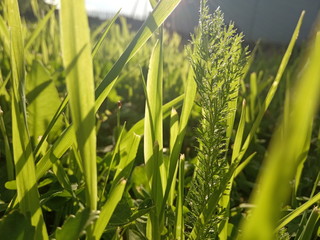 Grass