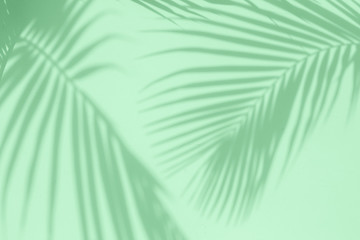 Tropical palm leaves shadows on mint color textured wall background.