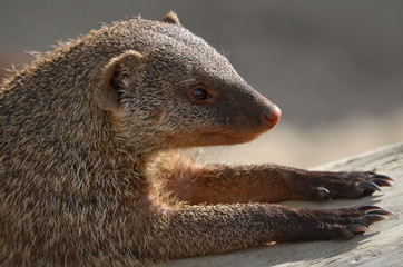 portrait of mongoose