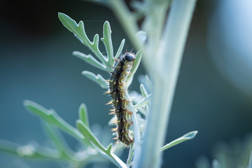 caterpillar on leaf