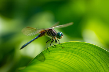 Dragonfly on a leaf