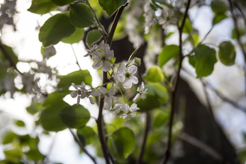 branch of apple tree in spring
