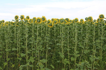 field of sunflowers from the back