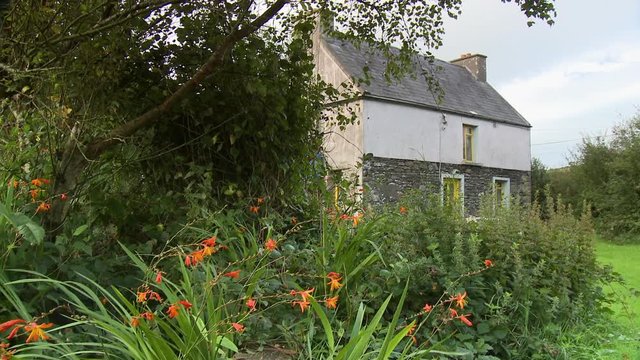 Handheld, panning, medium wide shot of a fuchsia bush next to a stone cottage home.