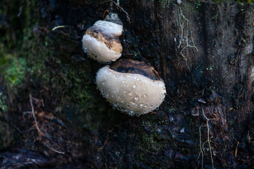 mushroom in the forest