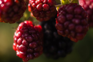 berry BlackBerry ripe and unripe on the branches of a Bush in sunlight macro shooting background texture Wallpaper