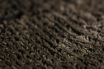 the texture of the tree felling stump. wood fiber wood rings