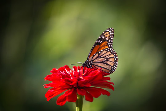 Monarch butterfly on red flower blossom in urban garden