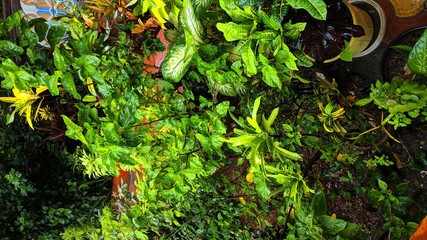 plants growing in the garden