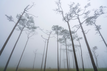 Landscape pine tree forest in the mist at Phu Soi Dao national park Uttaradit province Thailand
