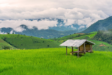 cottage or hut in rice fields of the mist floating over village at Pa Pong Pieng Chiang Mai, Thailand