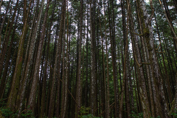 Fototapeta premium Vancouver Island Regenwald