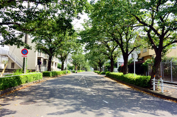 縁真っ盛りの真夏の郊外の並木道