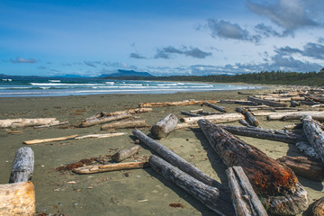 Fototapeta na wymiar Beach Coast Sea Wood Vancouver Island