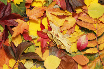 Obraz premium Background formed with bright autumn leaves