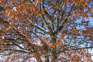 Fototapeta premium autumn/fall colored leaves in a tree with snow fall