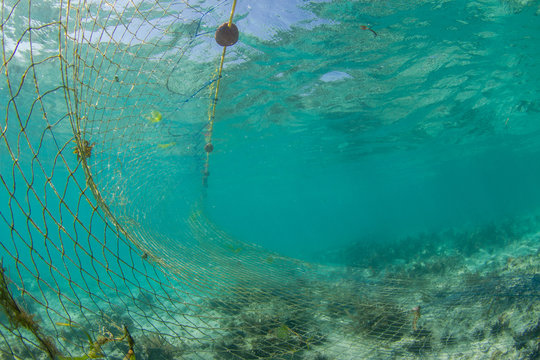 inside a fishing net on a shallow reef in clear water