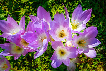 Crocus flowers in autumn sunlight