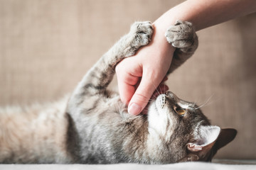 gray striped cat with womans hand on a brown background. 