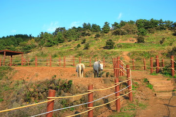 제주에 있는 서우봉 해변의 풍경이다.