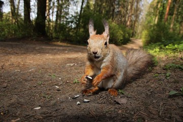 A resident of the Park, a squirrel gnawing seeds, looking at you a little forest rodent