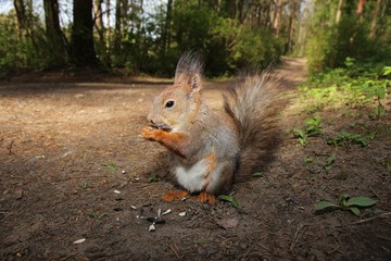 One little gray squirrel eats a nut In the Park, a cute forest rodent and looks at you 