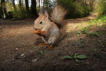 Naklejka na ściany i meble Eating a nut gray squirrel, a small forest rodent sitting on the ground