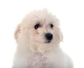Bichon Frise in studio