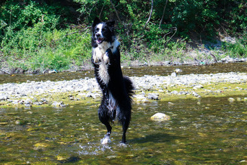 Border collie che gioca al fiume, animali e natura 