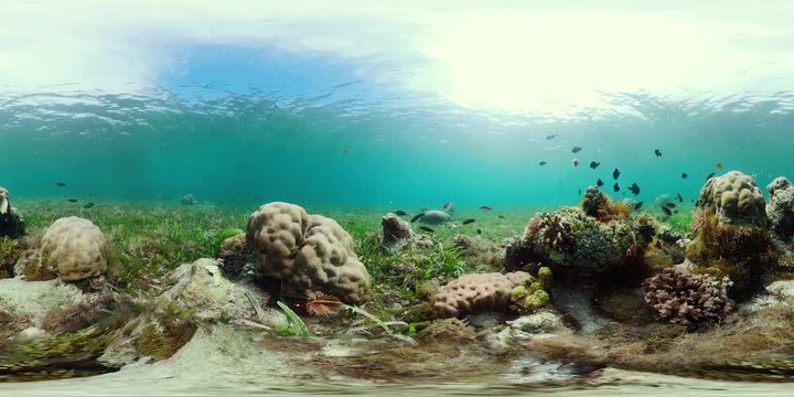 Tropical coral reef 360VR. Underwater fishes and corals. Camiguin, Philippines.