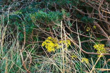 제주에 있는 서우봉 해변의 풍경이다.