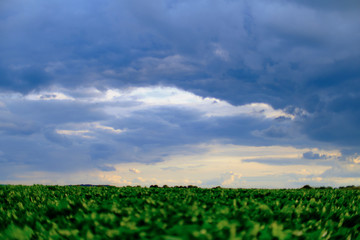 Blury green field in foreground with blue and cloudy sky at the horizont, suitable as presentation background for nature topics
